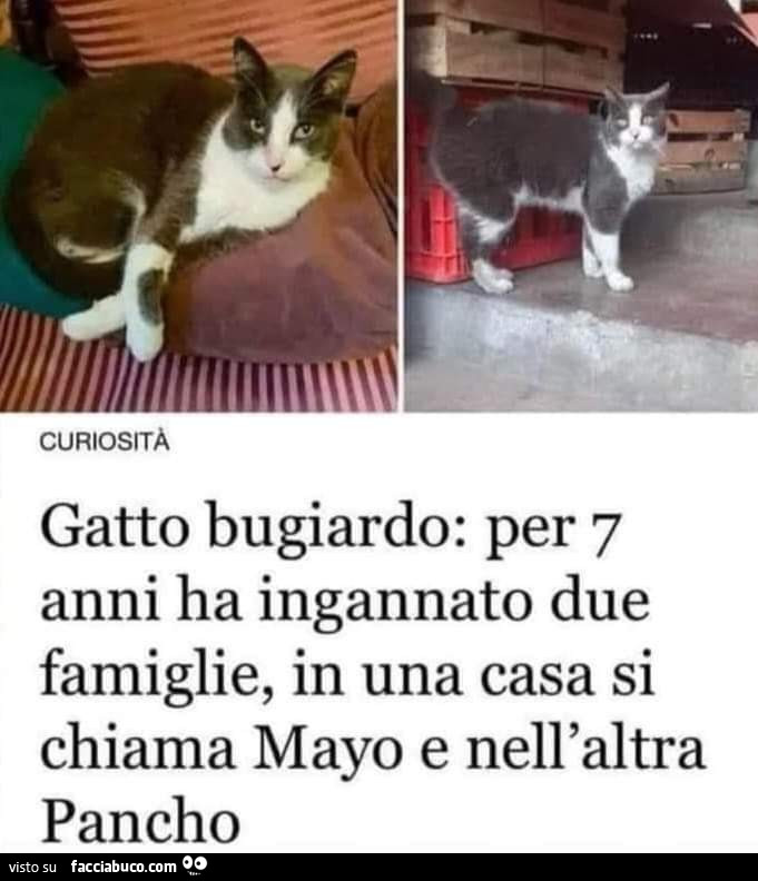 Gatto con doppia personalità