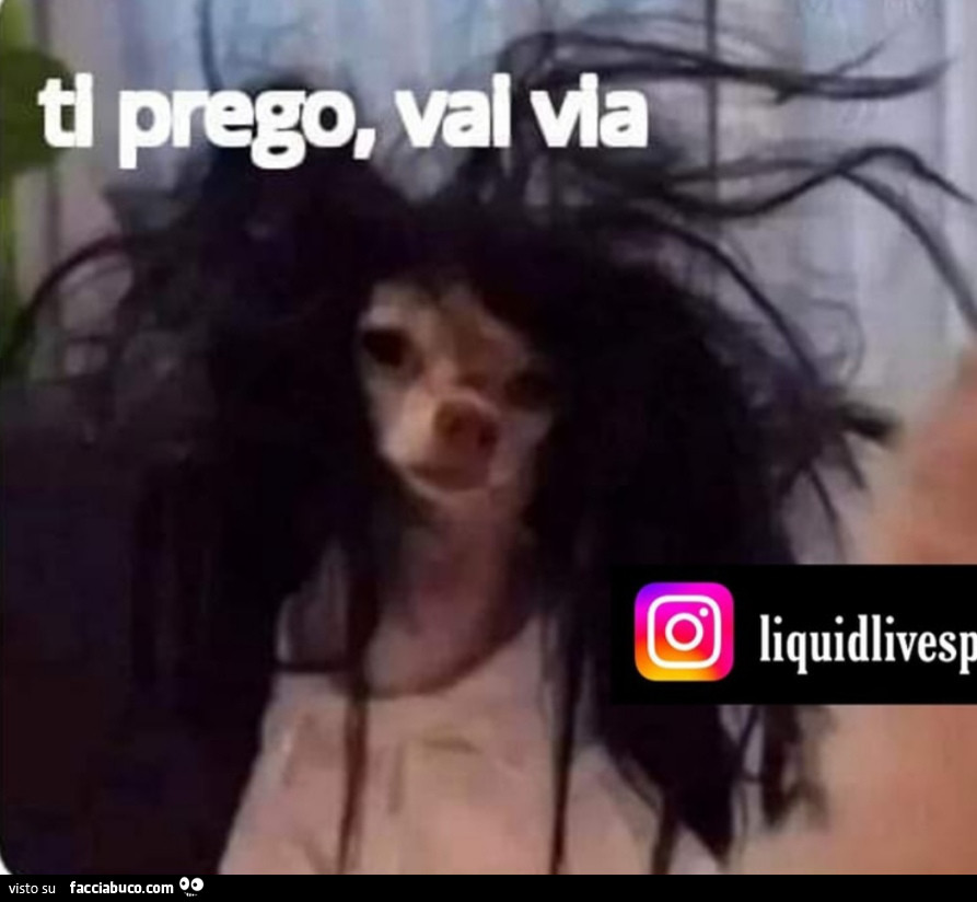 Vaccata