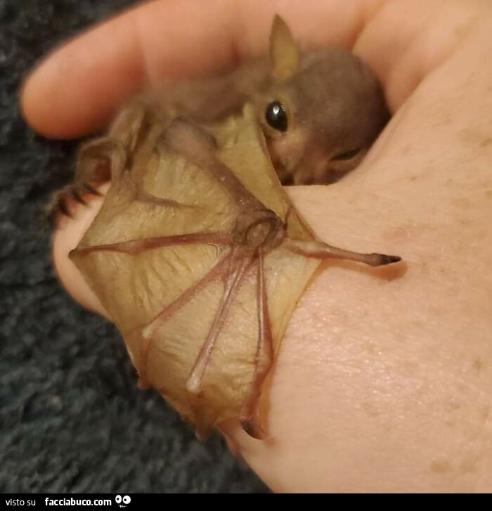 Vaccata