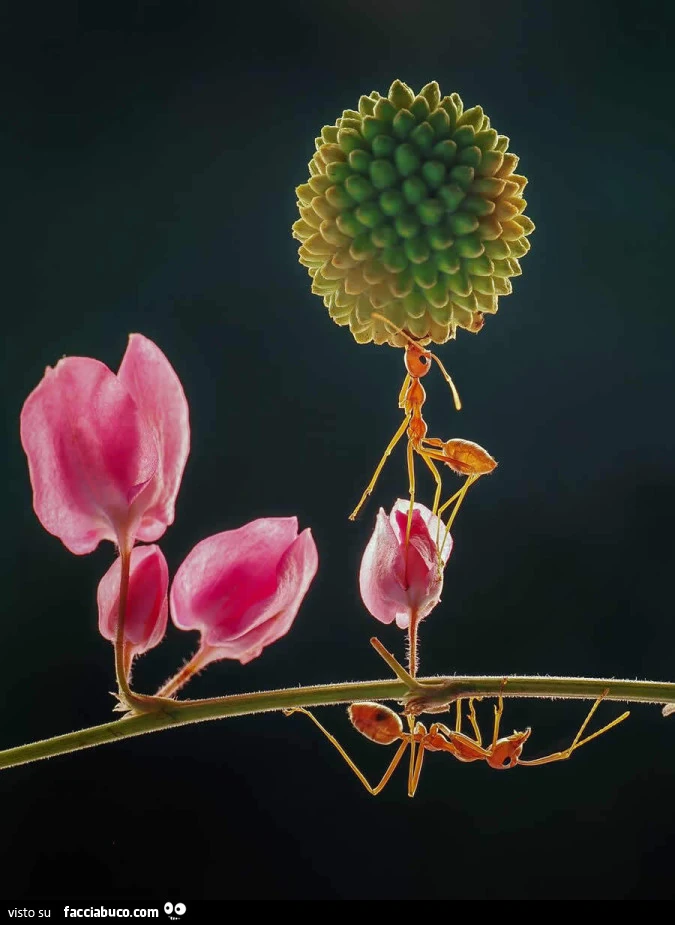 Foto macro vincitrice ai โ35 Photography Awardsโ