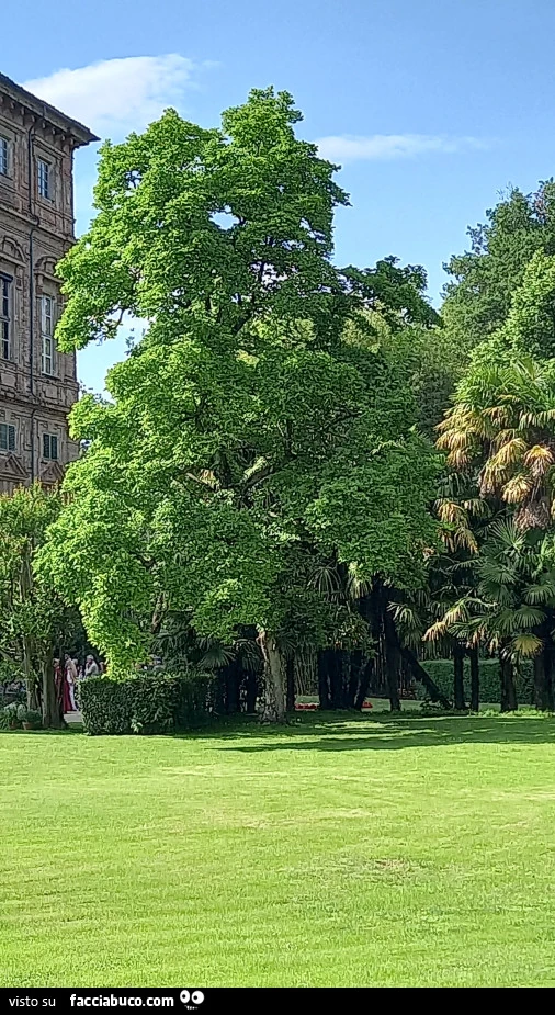 Vaccata