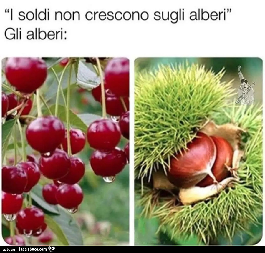 I soldi non crescono sugli alberi ciliegie castagne