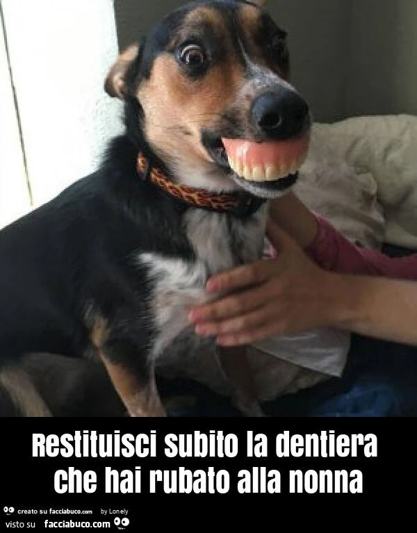 Restituisci subito la dentiera che hai rubato alla nonna