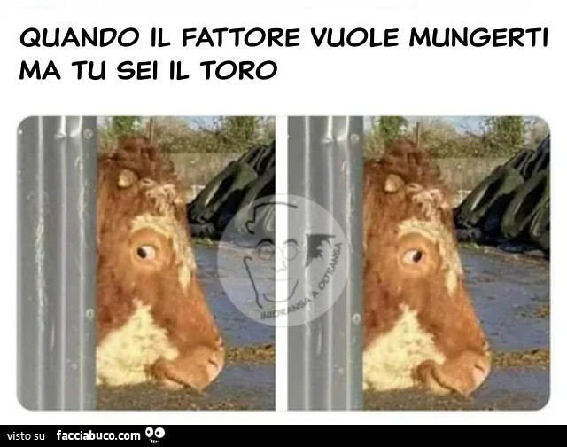 Quando il fattore vuole mungerti ma tu sei il toro