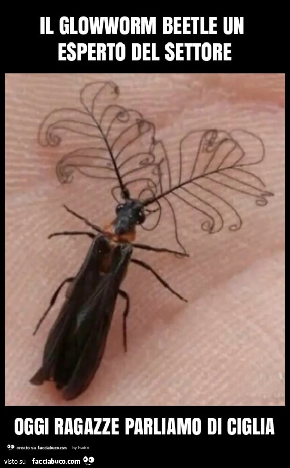 Il glowworm beetle un esperto del settore oggi ragazze parliamo di ciglia