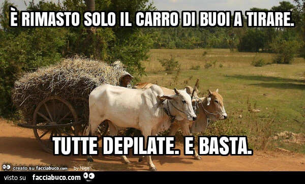 È rimasto solo il carro di buoi a tirare. Tutte depilate. E basta