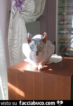 Vaccata