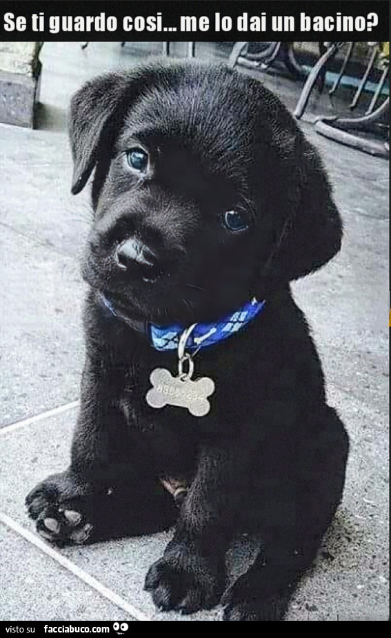 Cucciolo