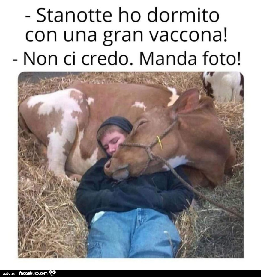Vaccata