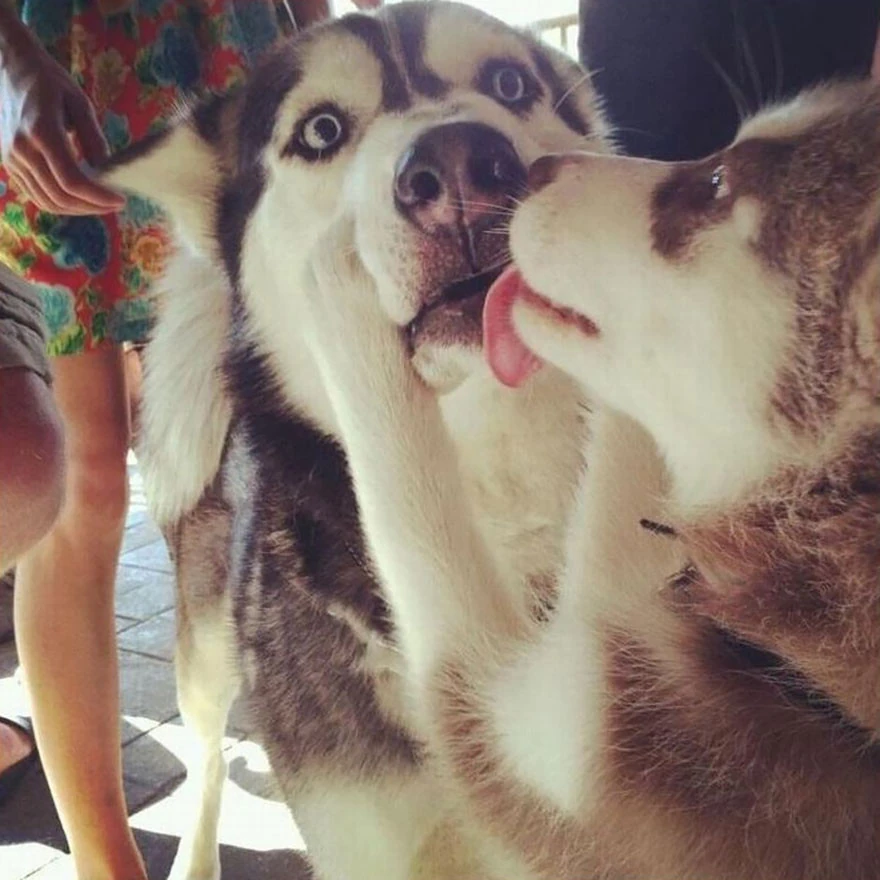 Cani che tentano di baciarsi mentre uno si ritrae preoccupato