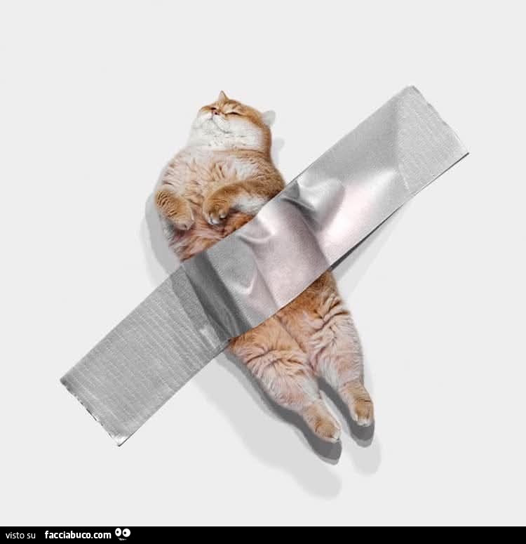 Gatto di Cattelan