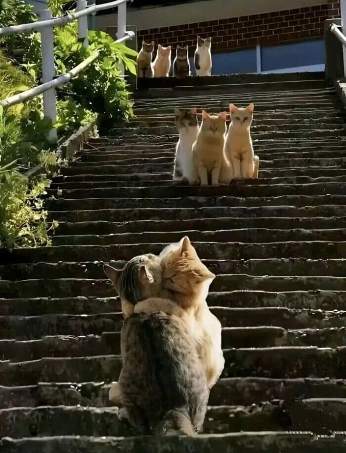 Gatti che si fanno le coccole mentre tutti gli altri mici guardano