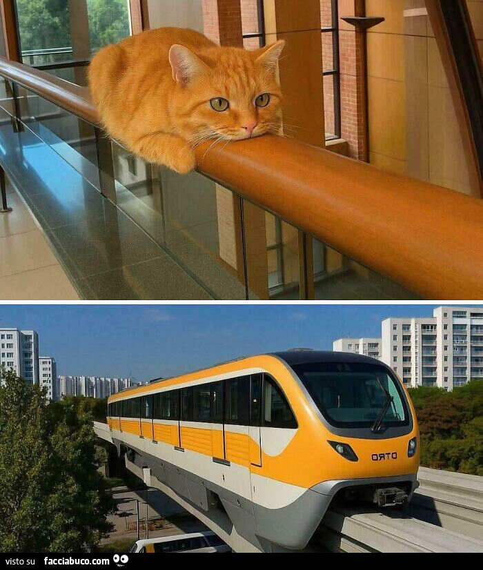 Gli Ingegneri copiano dai gatti