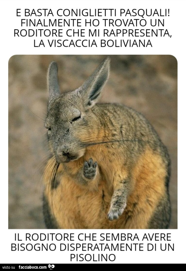 Viscaccia boliviana, il roditore che sembra avere bisogno disperatamente di un pisolino il roditore che sembra avere bisogno disperatamente di un pisolino