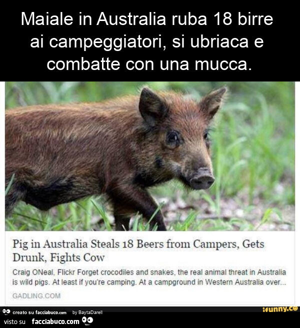 Maiale in australia ruba 18 birre ai campeggiatori, si ubriaca e combatte con una mucca