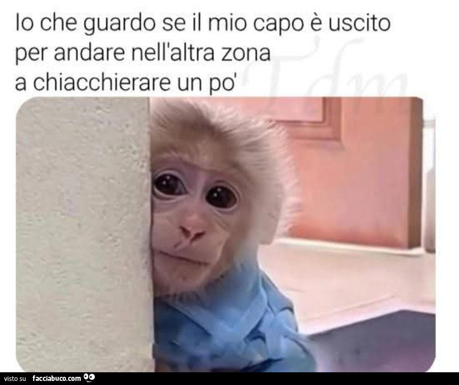 Io che guardo se il mio capo è uscito per andare nell'altra zona a chiacchierare un po' scimmia