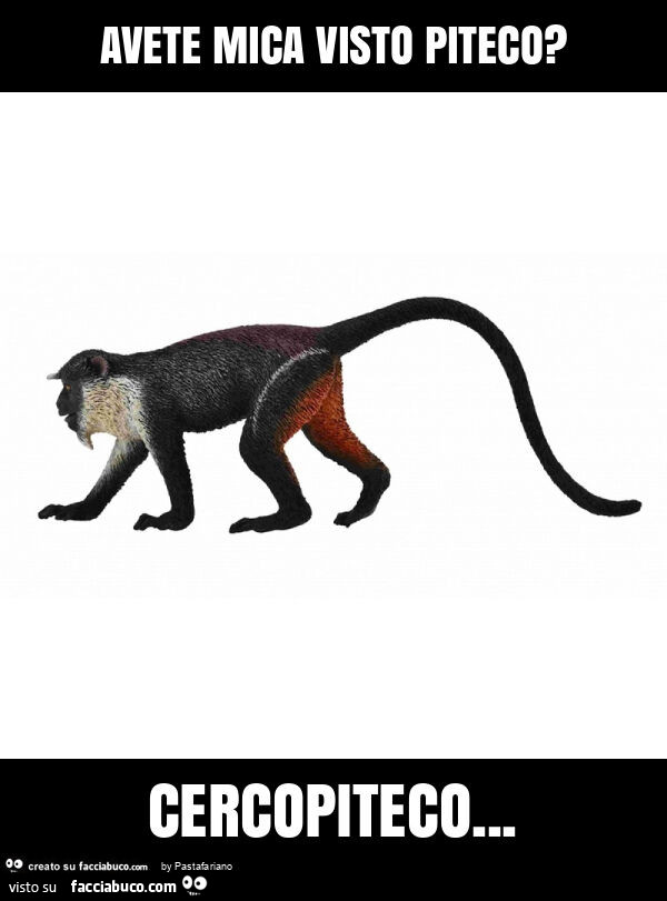 Avete mica visto piteco? Cercopiteco