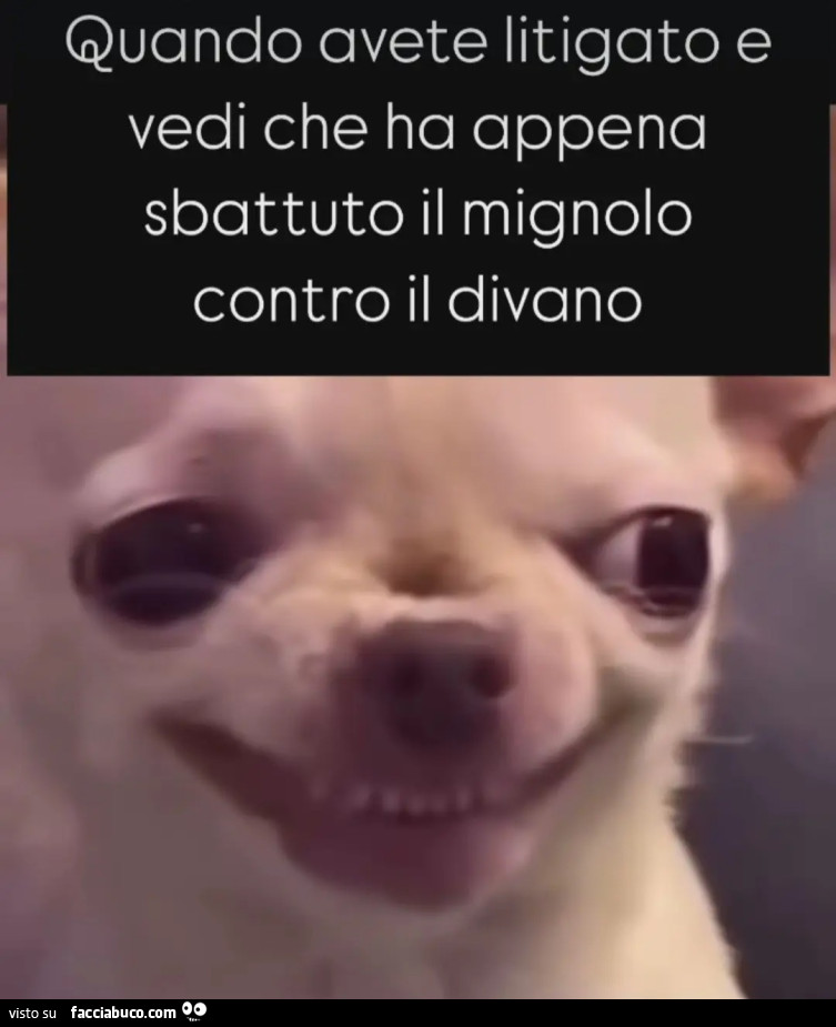 Quando avete litigato e vedi che ha appena sbattuto il mignolo contro il divano cane