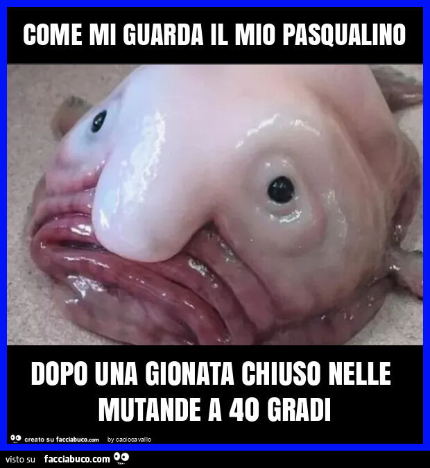 Come mi guarda il mio pasqualino dopo una gionata chiuso nelle mutande a 40 gradi