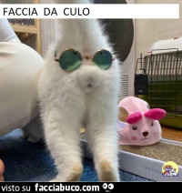 Vaccata