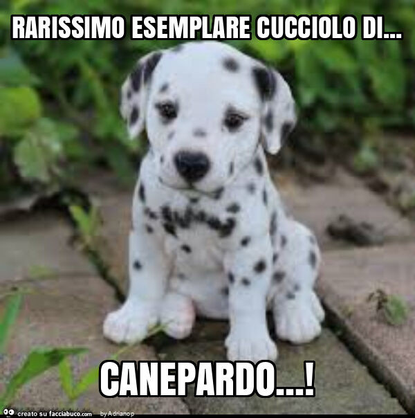 Rarissimo esemplare cucciolo di… canepardo