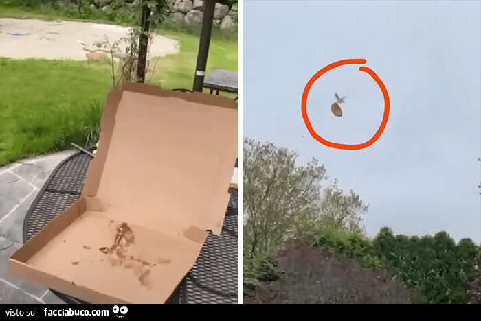Fotografia di uccello che ruba la pizza dal cartone