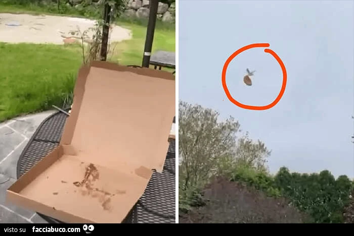 Fotografia di uccello che ruba la pizza dal cartone