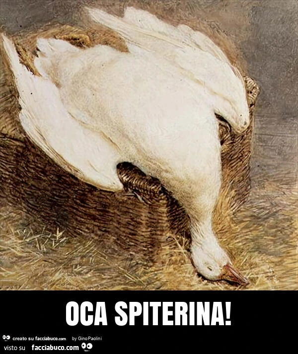 Oca spiterina