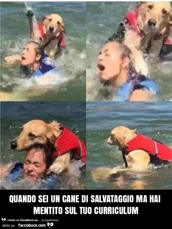 Quando sei un cane di salvataggio ma hai mentito sul tuo curriculum