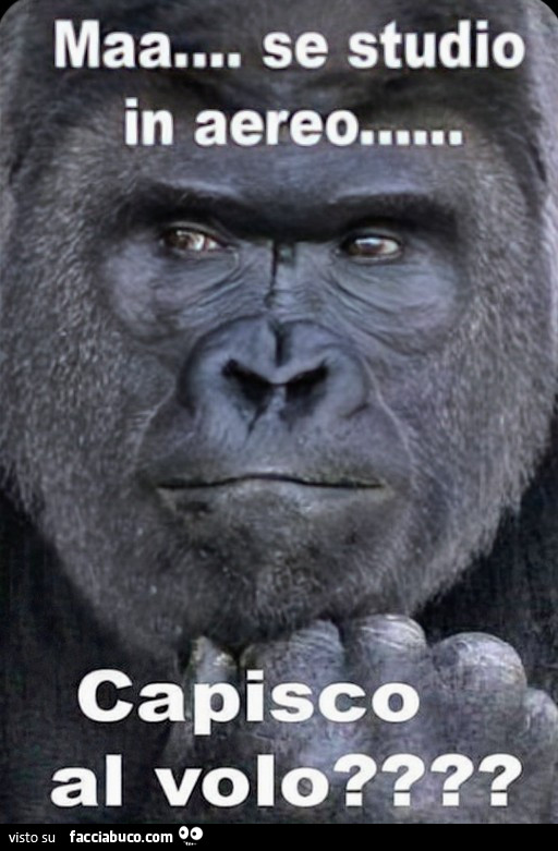 Gorilla