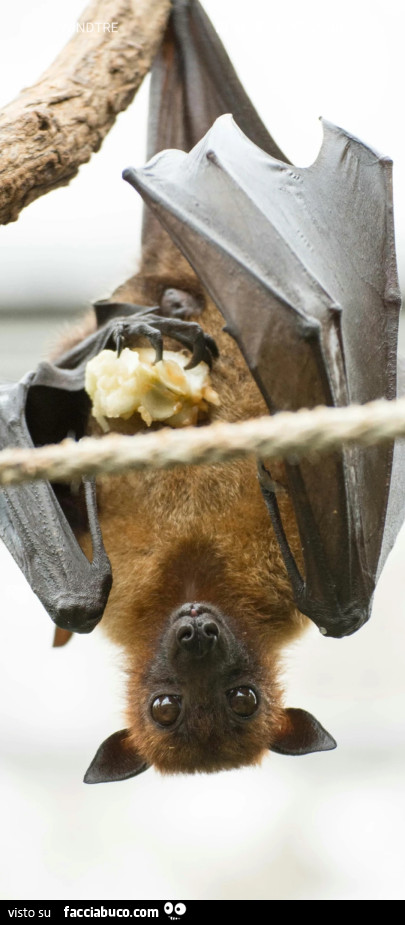 Pop corn Batman