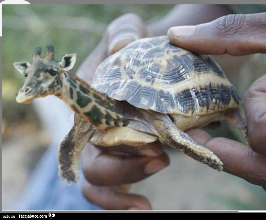 Animali impossibili
