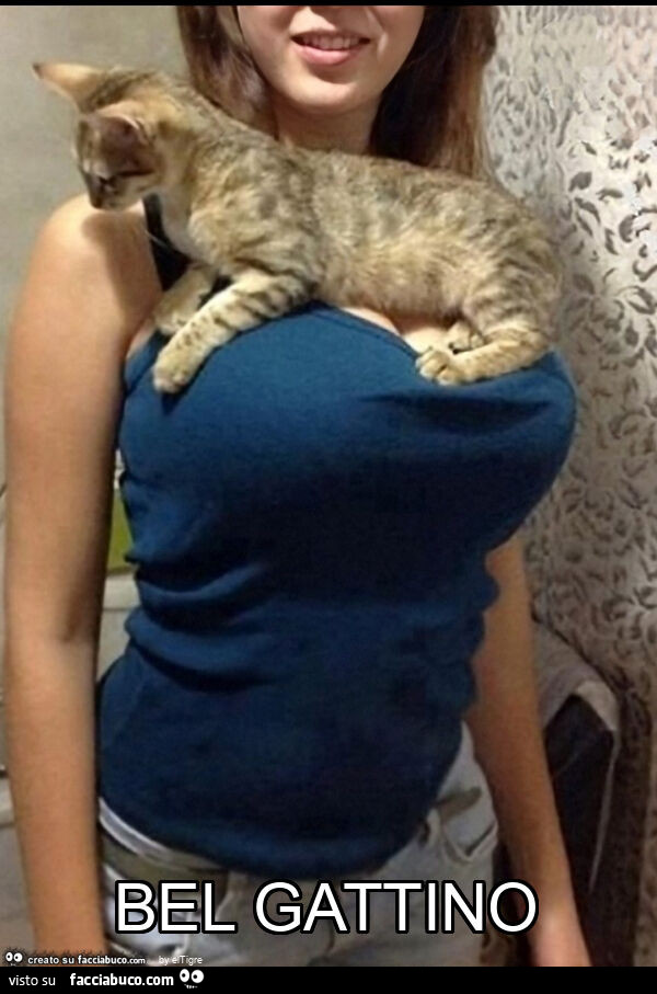 Bel gattino