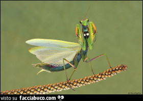 Vaccata