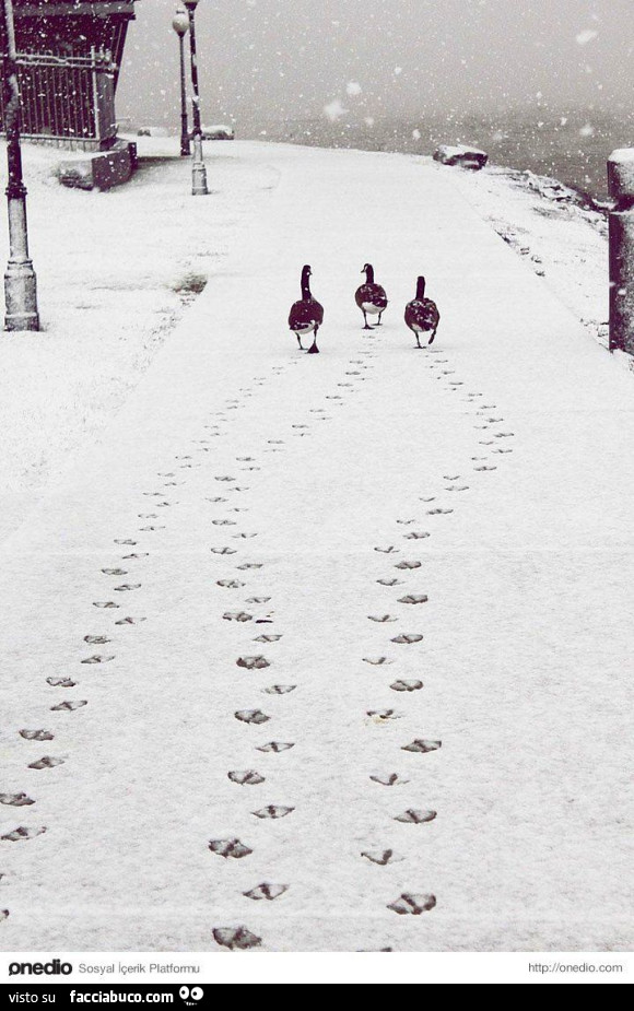 Papere passeggiano sulla neve