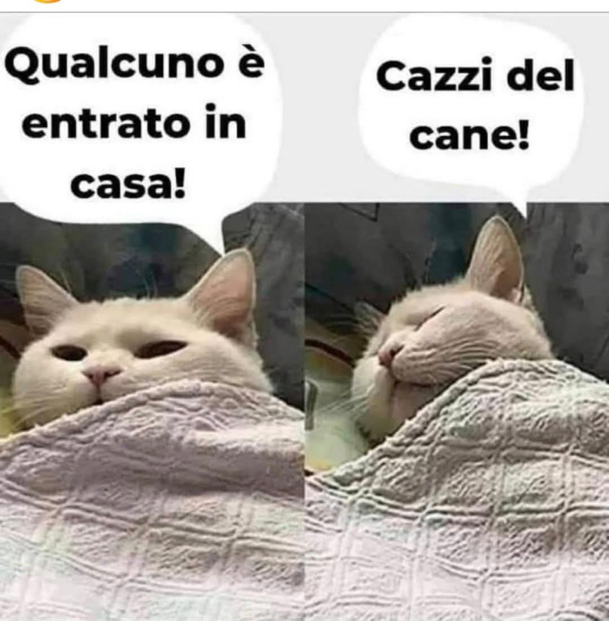 La vaccata della buonanotte