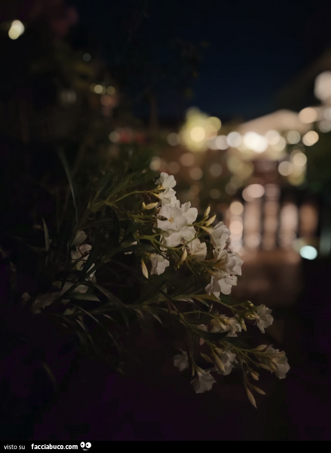 Fiori bianchi