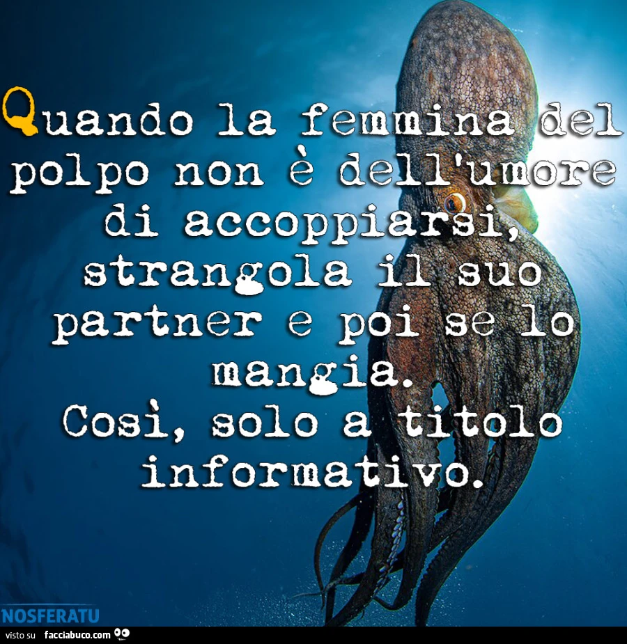 Quando la femmina del polpo non e dell'umore di accoppiarsi