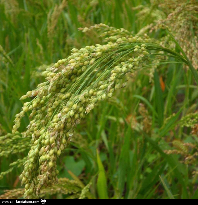 Vaccata