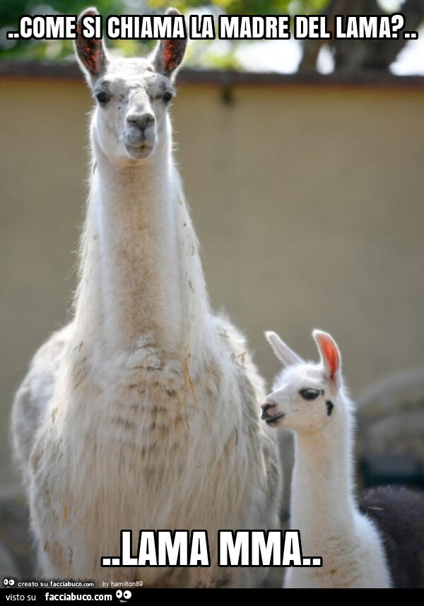Come si chiama la madre del lama? … lama mma