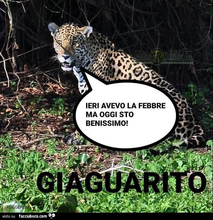 Vaccata
