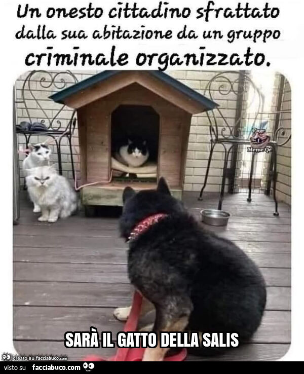 Vaccata