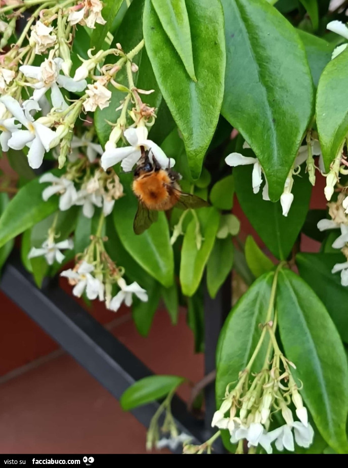 Vaccata