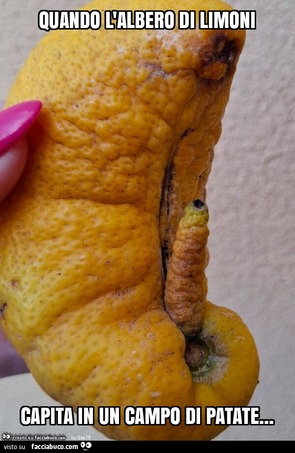Quando l'albero di limoni capita in un campo di patate