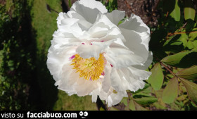 Vaccata