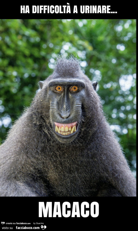 Ha difficoltà a urinare… macaco