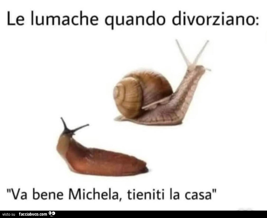 Le lumache quando divorziano: va bene michela, tieniti la casa