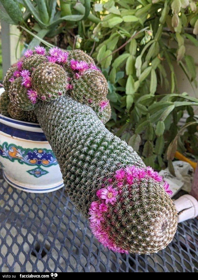 Vaccata