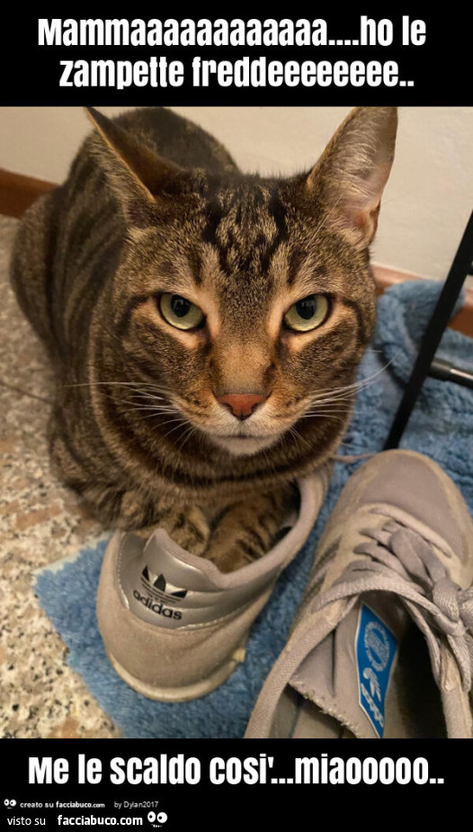 Mammaaaaaaaaaaaa… ho le zampette freddeeeeeeee. Me le scaldo così… miaooooo