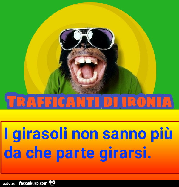 I girasoli non sanno più da che parte girarsi